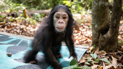 Meet Aco, a recently rescued baby chimpanzee who is the newest member of JGI's Tchimpounga sanctuary!