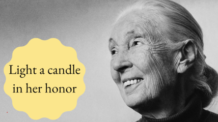 A tribute full of light and love for Jane Goodall