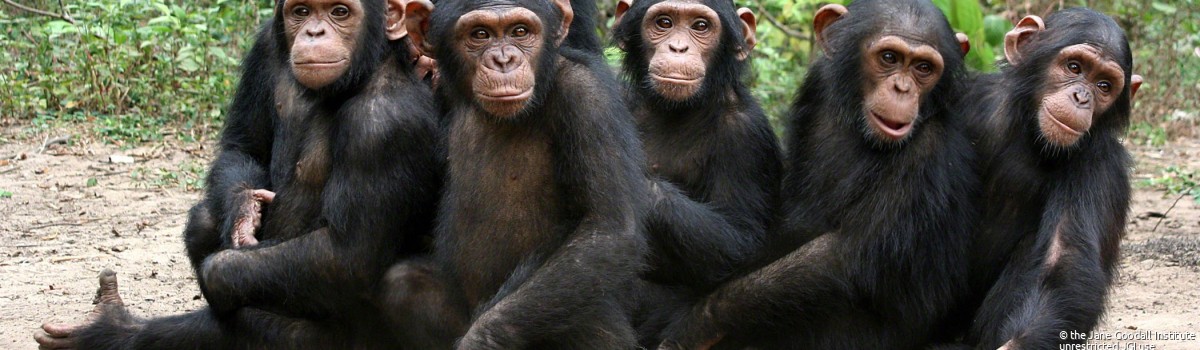 Orphan chimps at the JGI Tchimpounga Chimpanzee Rehabilitation Center in the Republic of the Congo