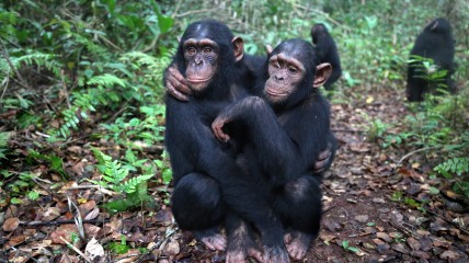 Nouvelles amusantes sur le comportement des chimpanzés
