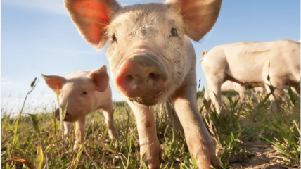 Fermes industrielles : les raisons d'adopter un régime alimentaire végétarien
