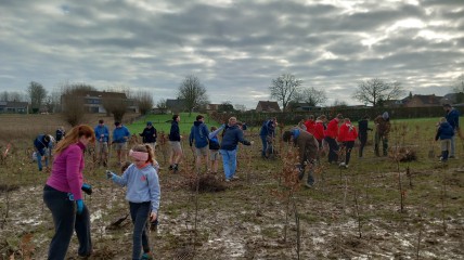 Plantation d'arbres à Gooik