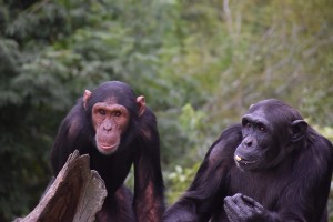 Amari and Bazia