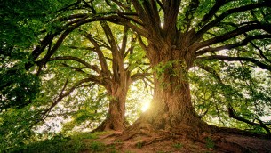 Trees (2) (1).jpg