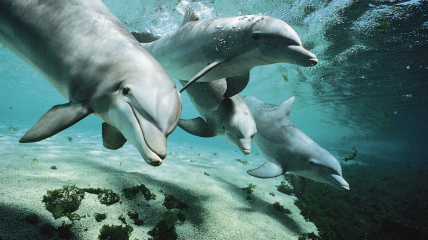 Geen enkel dolfinarium, ook niet dat in Brugge, kan hieraan voldoen