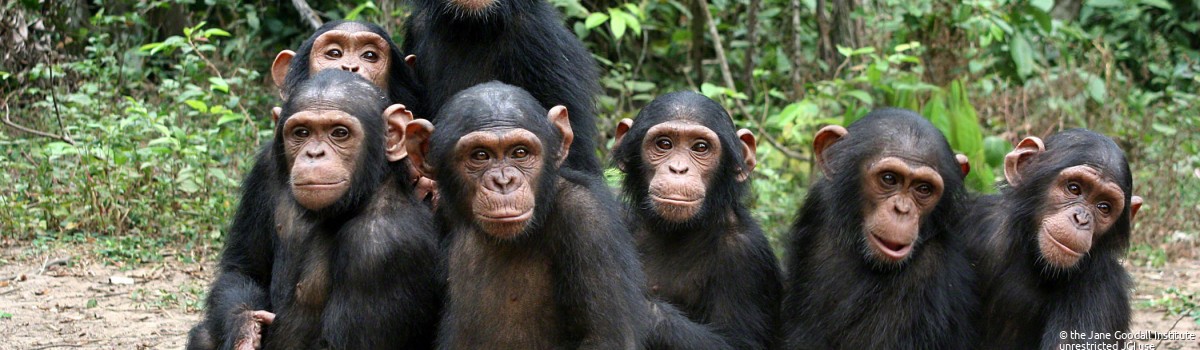 Orphan chimps at the JGI Tchimpounga Chimpanzee Rehabilitation Center in the Republic of the Congo
Credit: JGI/Fernando Turmo