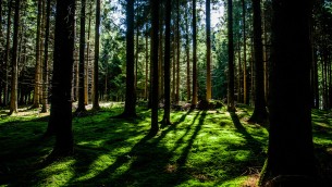 Trees (4) (1).jpg