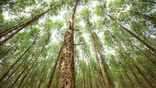 Trees (3) (1).jpeg