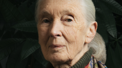 In memoriam: Dr. Jane Goodall (1934-2025)