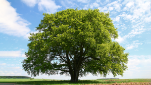 Trees (1) (1).png
