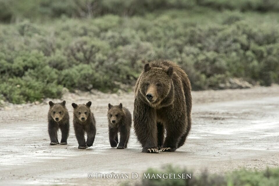 399 and her cubs © Thomas D. Mangelsen