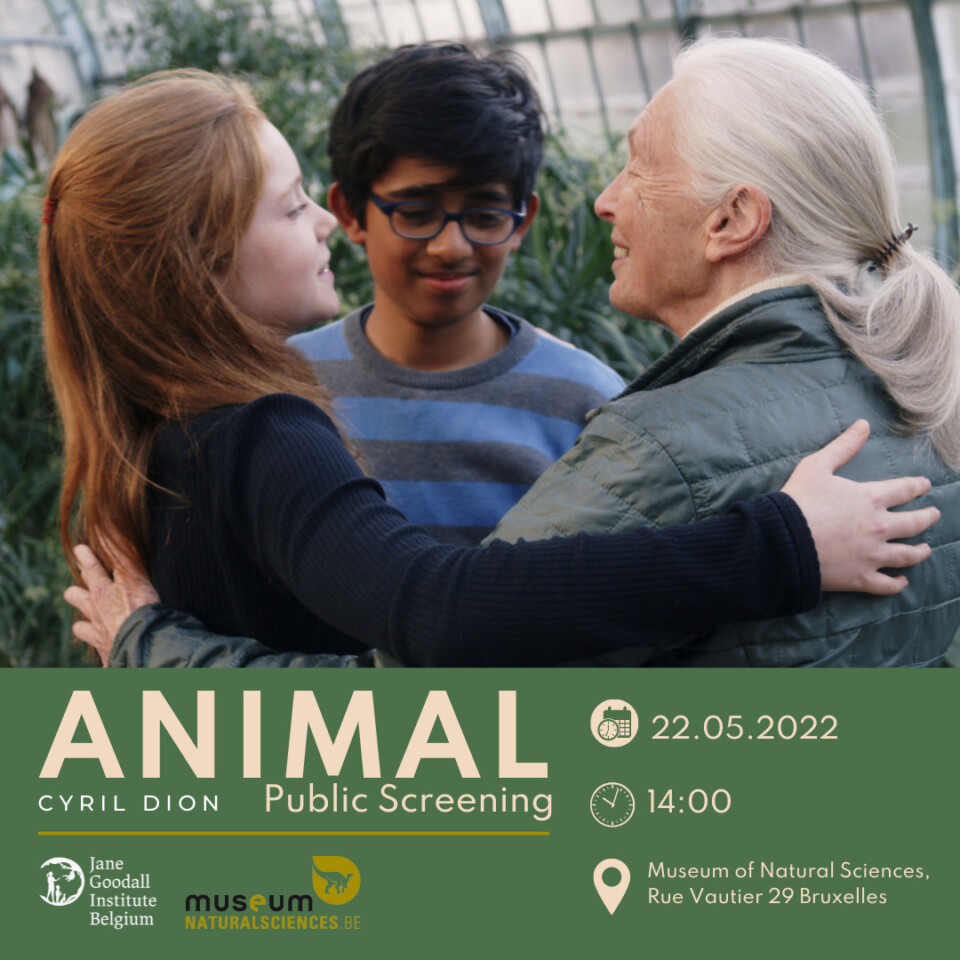 Screening Animal 22 may 2022
