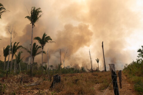 brazilian forest burning