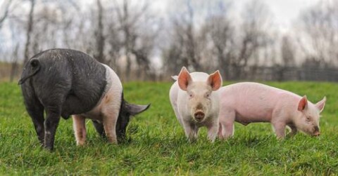 rescued pigs at farm sanctuary