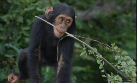 world chimpanzee day 2021